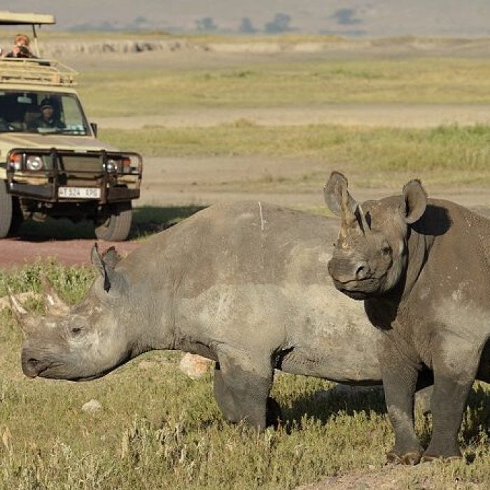 rhino_during_ngorongoro_crater_safari tz