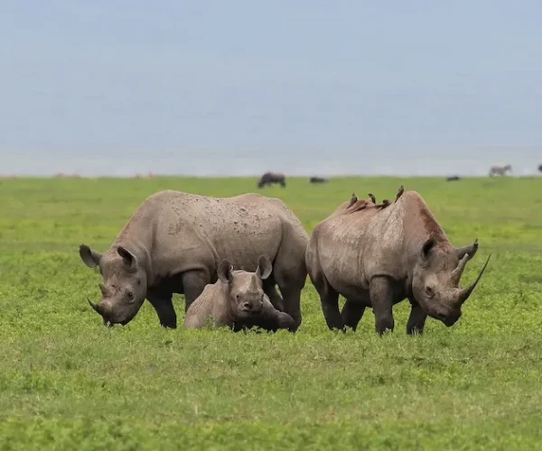 rhino at Ngorongoro Conservation Area