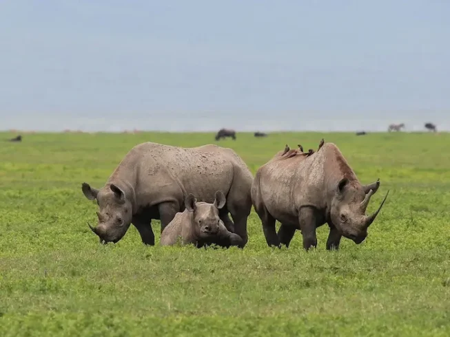 rhino at Ngorongoro Conservation Area