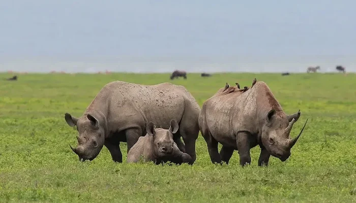 Top 5 Safari Destinations in Tanzania