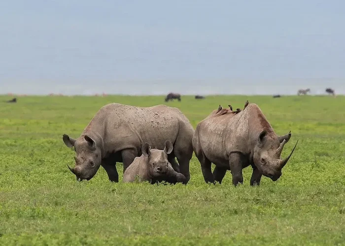 rhino at Ngorongoro Conservation Area