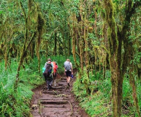 rongai forest during Kilimanjaro Rongai Route Trek - 6 Days
