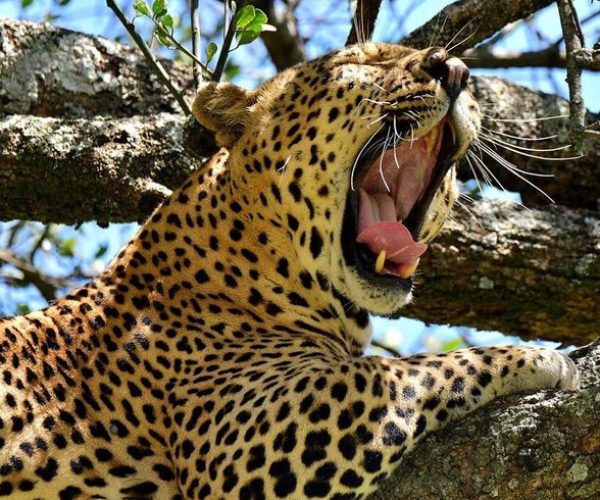 serengeri safari tanzania