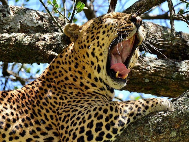 serengeri safari tanzania