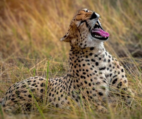 serengeti national park safari