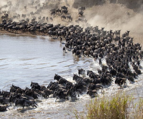 serengeti river crossing migration safari 8 days
