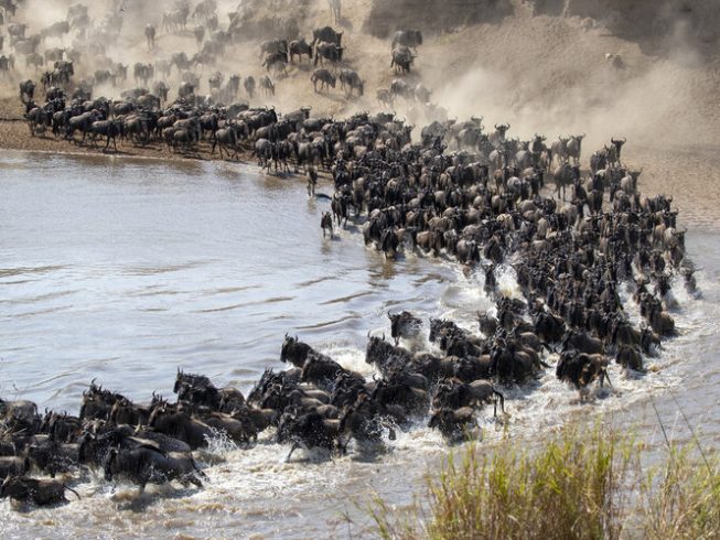 serengeti river crossing migration safari 8 days