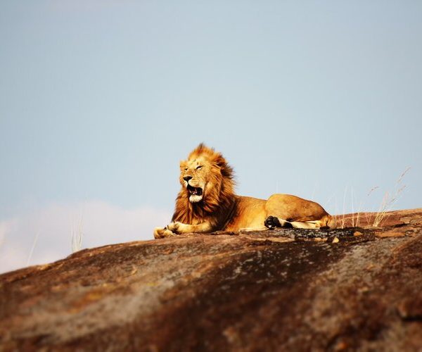 tanzania safari serengeti and ngorongoro crater - 5 days