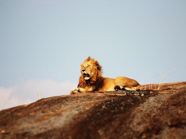 tanzania safari serengeti and ngorongoro crater - 5 days