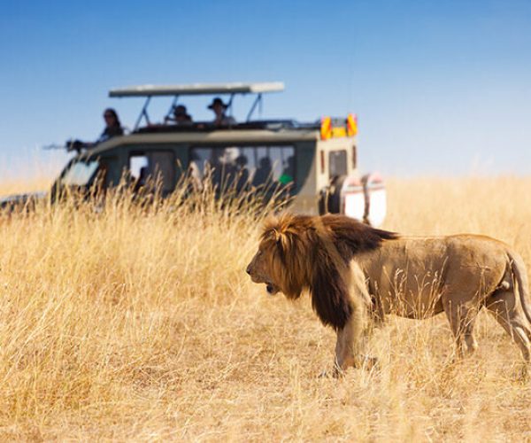 tanzania big five safari - 6 days