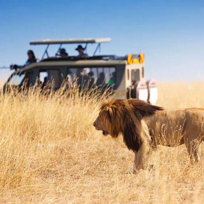 tanzania big five safari - 6 days