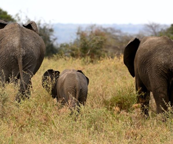 tarangire day trip from arusha