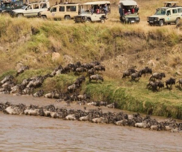 wildbesst migration safari in northern serengti tanzania