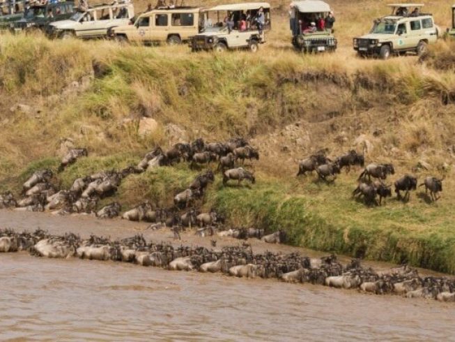 wildbesst migration safari in northern serengti tanzania