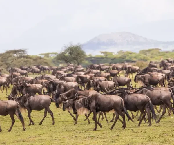 wildebeests hk8