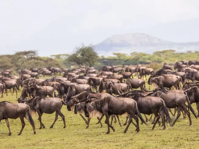 wildebeests hk8