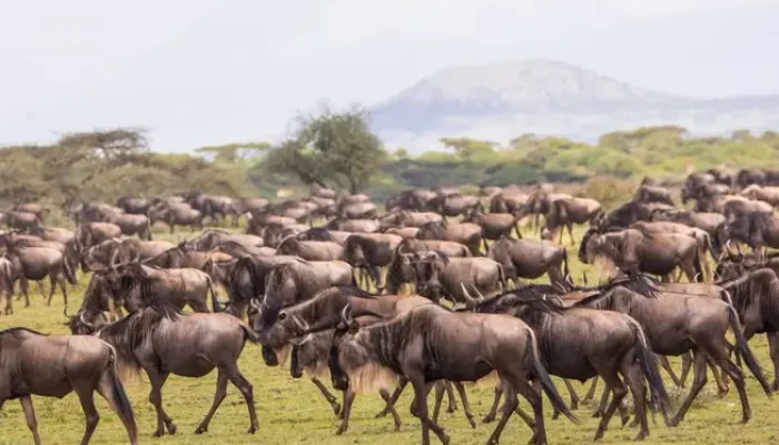 wildebeests hk8