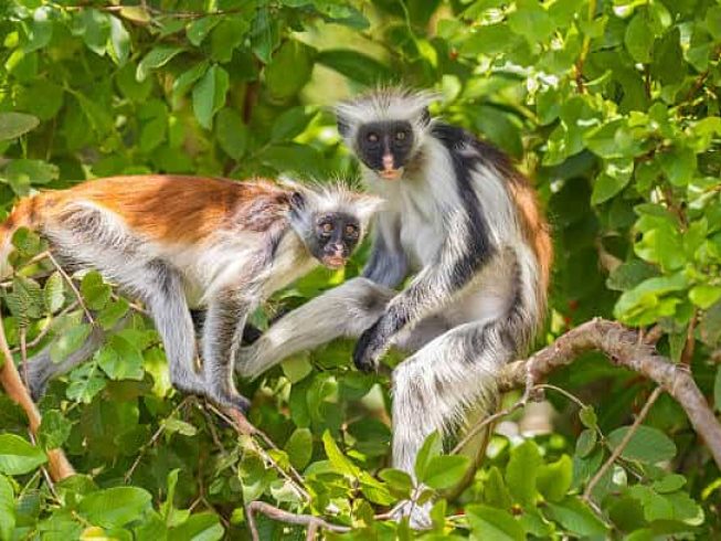 zanzibar collabbus monkey-min
